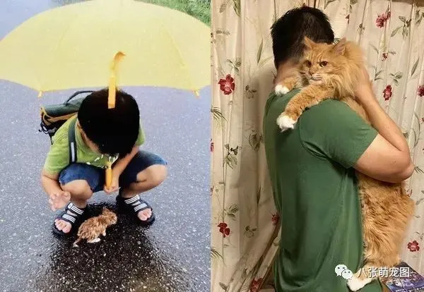 男孩大雨中相遇小橘猫！相伴10年，身高对比照惊呆网友