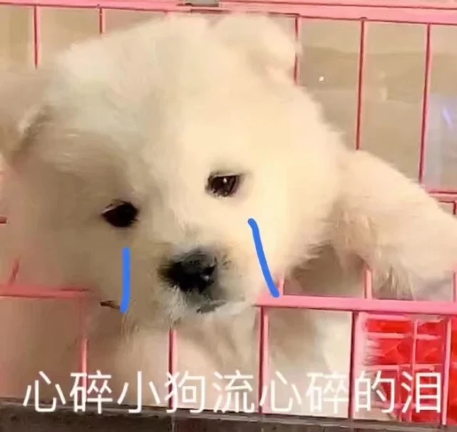 沙雕狗狗在线营业