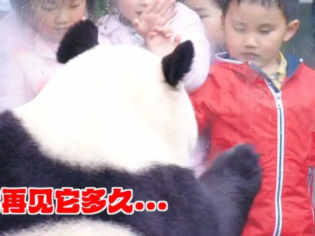 你知道世界上大熊猫还剩多少只吗？