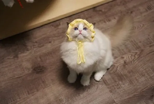 不同国家的猫怎么沟通？