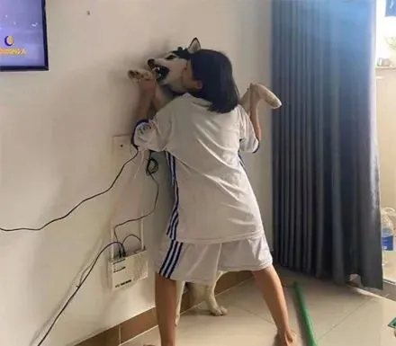 哈士奇闯祸后被女主强吻，可没想到它是这种反应，笑疯了！