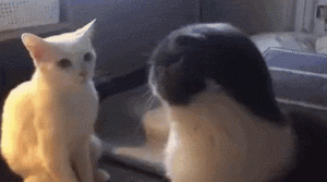 猫：吵架吵不过，打架没输过！