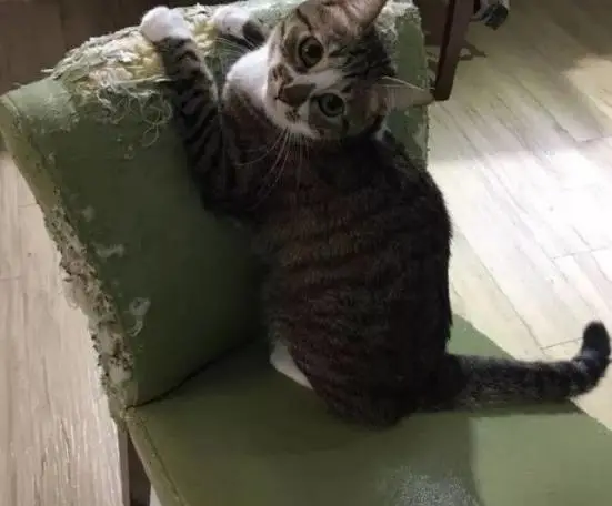 猫咪犯错时，这样教训猫，猫咪才能更听话