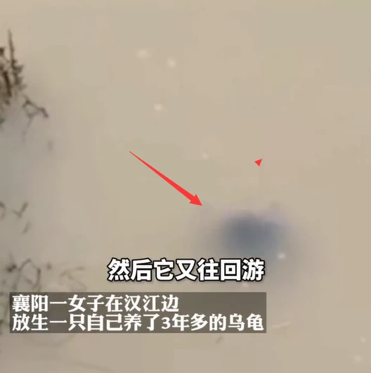 湖北一女子养了3年的乌龟，放掉后却不肯离去，当事人：有感情了