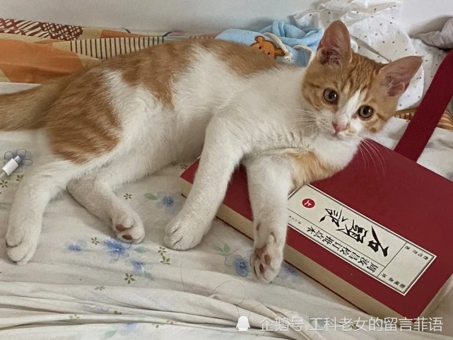 萌猫珂宝：从小可怜流浪猫到家里的大宝贝
