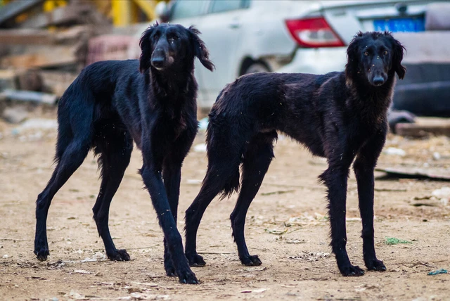 这6种“中国犬”，养的人虽然不多，但是很忠诚！