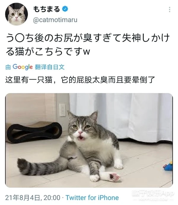 6亿播放量！世界上观看次数最多的猫长啥样？