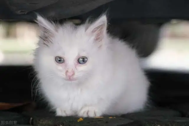 捡了一只猫带回家，父母坚决不让养，我该怎么办？