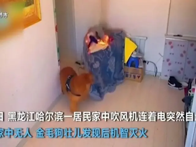 吹风机自燃，狗狗的这个举动救了全家…