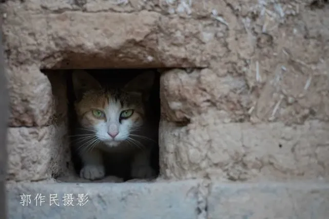 躲迷藏的小猫咪
