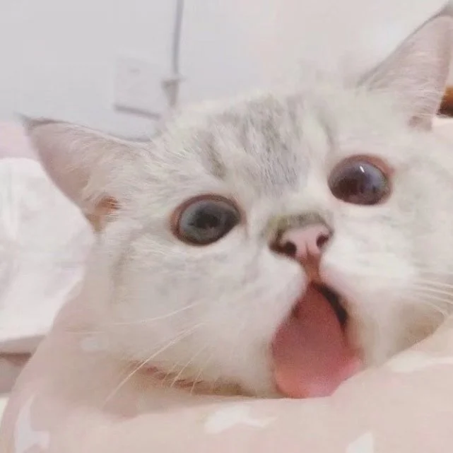 可爱猫猫表情包（四）富婆 饿饿 饭饭