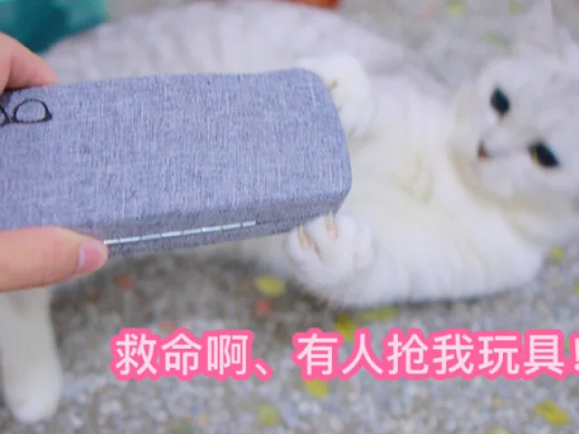 小猫有多调皮？凌晨5:00把我的生活用品搞地上当玩具，我想揍却不忍心