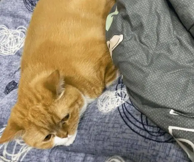 瘦弱橘猫孤苦伶仃，铲屎官见它可怜收养，结果把它养到了18斤！