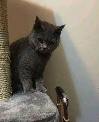 女大学生寝室养猫咪，宿管阿姨突击检查，蓝猫的反应阿姨笑喷…