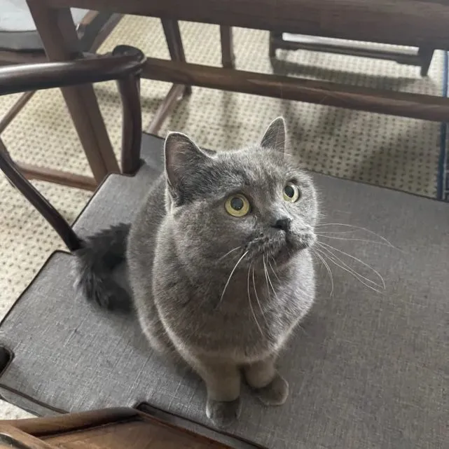和小猫咪在一起的快乐，你懂个啥啊？
