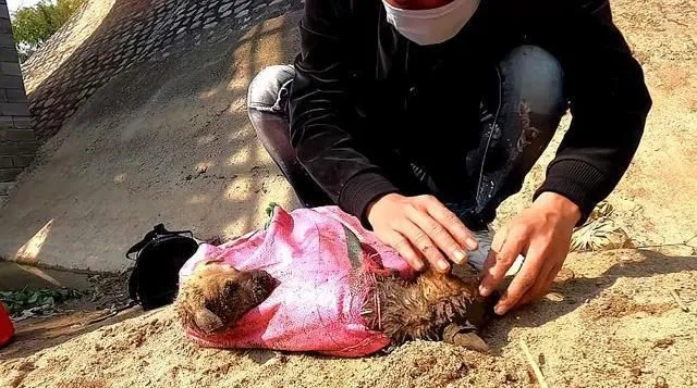 2只小狗被人给抛弃了，四肢被捆绑后扔进河里：心不会痛吗？