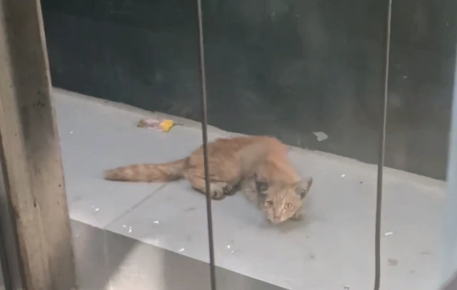 湖北：被困在观光电梯井里，饿了半个月的流浪猫，不知经历了啥，见人就躲