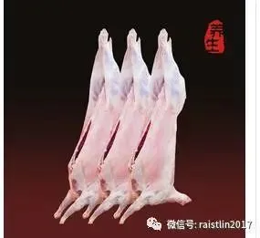 精心养育宠物猪100天后，把它杀死、烤熟、吃掉……