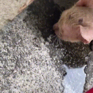 宠物猫被抛弃后，流落街头变成“无毛猫”，惨遭嫌弃依旧顽强求生
