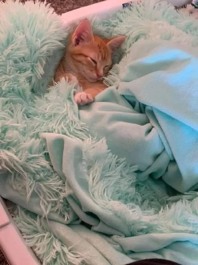 猫咪躺在衣服里，没想到竟然有点好看