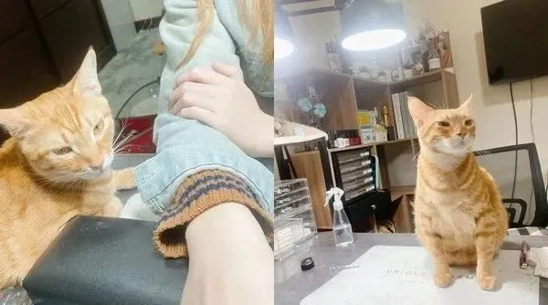 养猫就赶你出门！女儿见爸臂枕躺喵入睡，苦笑：身体很诚实