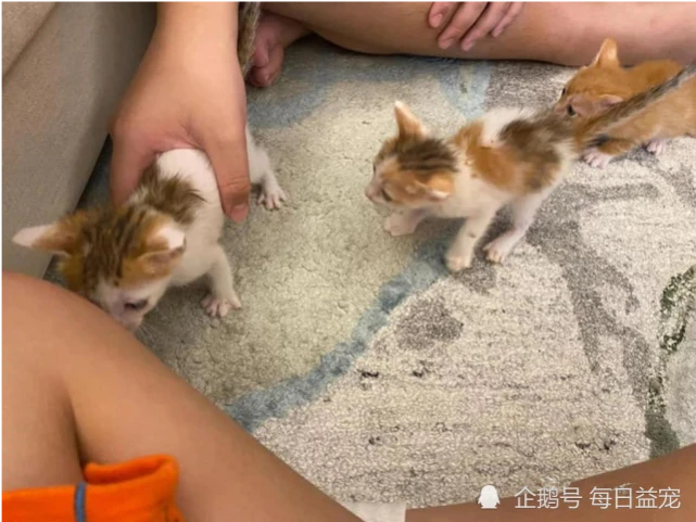 以为捡到的只是普通猫咪，带回家一看，有一只“稀有品种”！