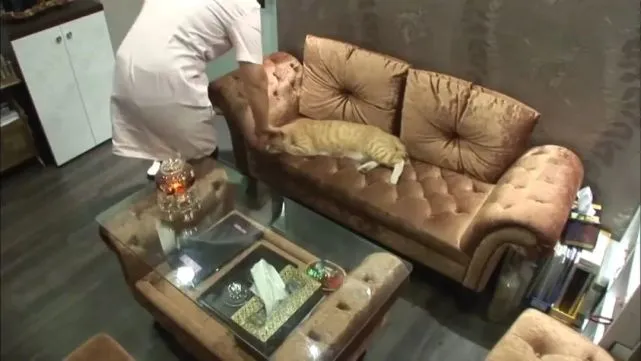 跟踪橘猫发现3只小猫尸体，救助后橘猫报恩，当起了“快递员”