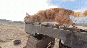 猫趣｜橘猫为了远离江湖，躲进了鸡窝，却活成了让人羡慕的模样