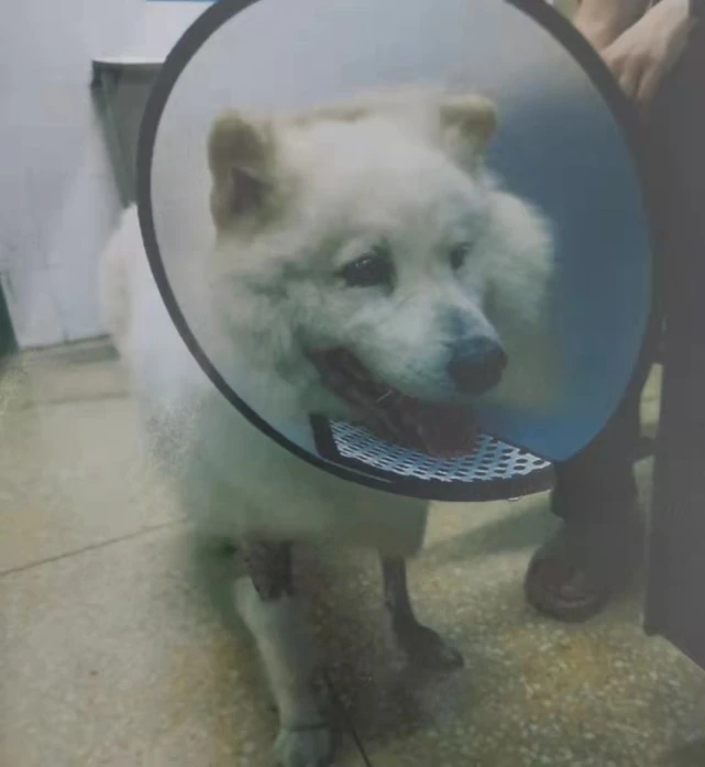 宠物犬“打架”引发诉讼 “狗咬狗”咋赔？