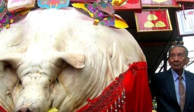 浙江“猪王”，主人养到2000斤不舍得杀，经常杀鸡给它补身子