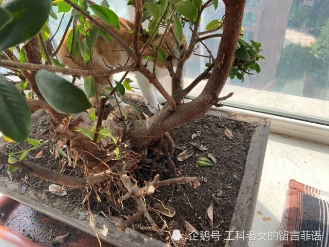 猫咪对花花草草惊人的破坏力