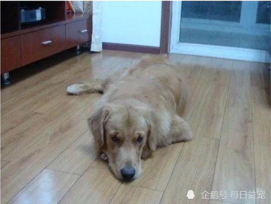 金毛被坏人偷走，几天后自己跑回来，嘴里还叼着钱！