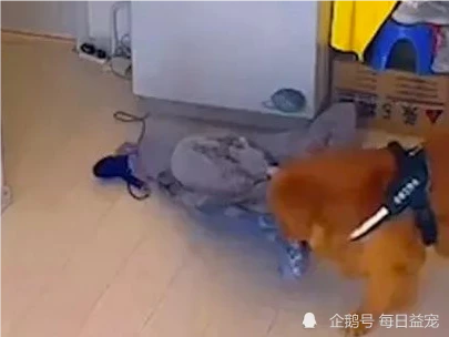 铲屎官不在家，连着线的吹风机突然着火，狗子灭火动作熟练！