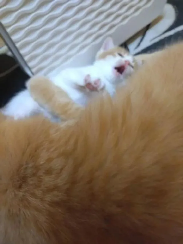 小猫咪被大橘猫舔毛，不敢动不敢动