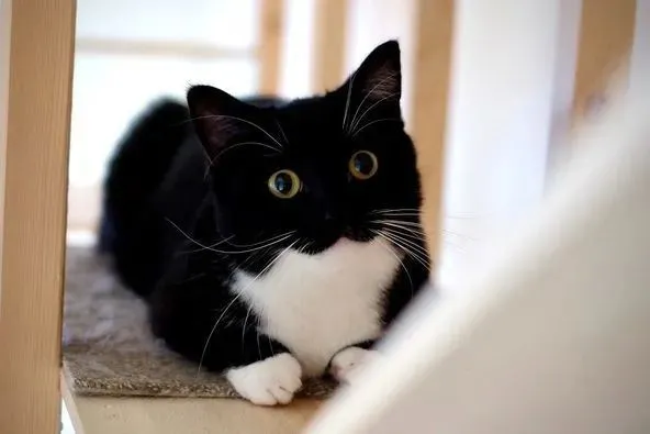 好可爱的黑猫警长，特别是水灵灵的眼睛