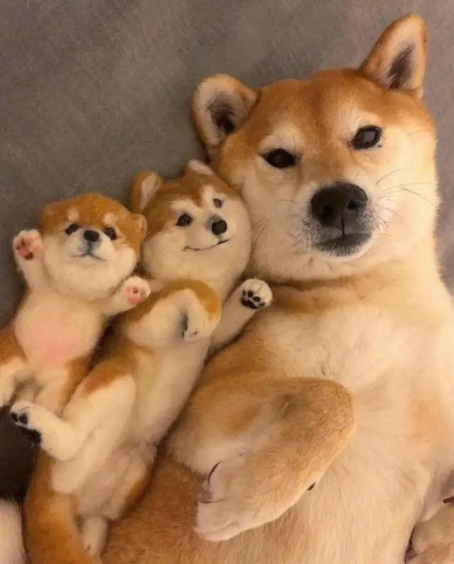 萌宠指南-柴犬