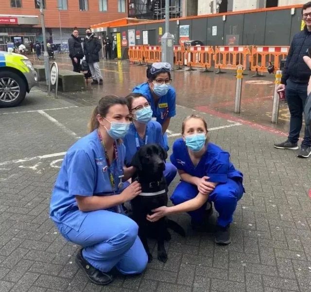 警犬上班“摸鱼”被开除了，换了工作后却很受欢迎：业务能力满分