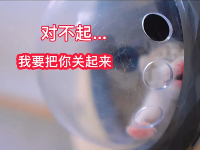 对不起我要把你关起来，小奶猫是弃猫，关爱小动物从你我做起