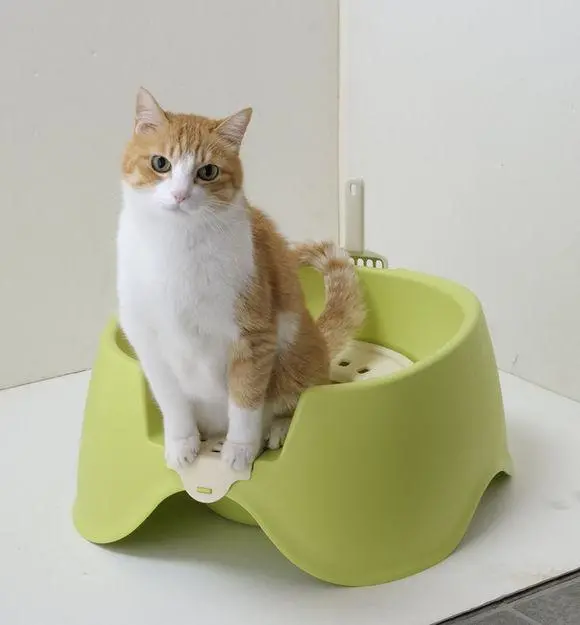 猫咪跟你在一起“过得幸福”，会有3个明显的表现