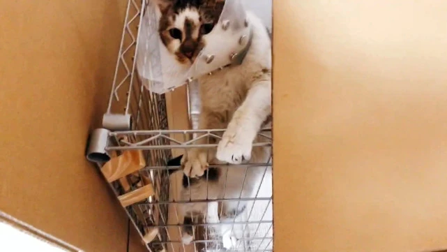 瘸腿流浪猫上门求助，赖在院子里不愿离开，凭一己之力成为家猫