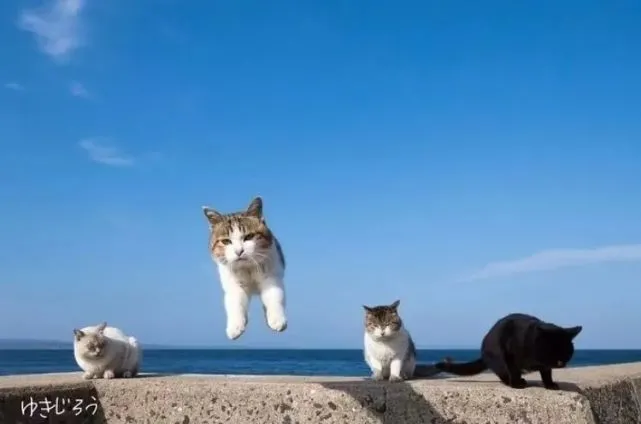 猫咪：一个个跳啊，跟上