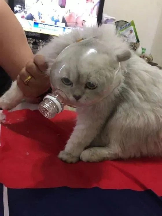 小猫咪再凶，麻麻也有降服喵的法宝！