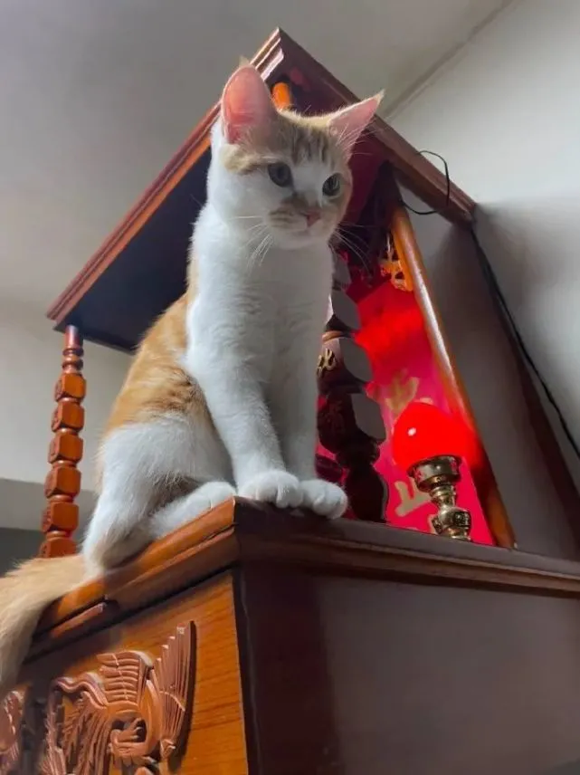 猫咪总能给人一种高高在上的感觉