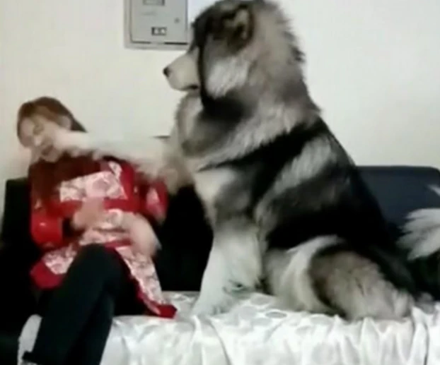 当你在家不理你家狗子时，狗子一个巴掌可能就过去了