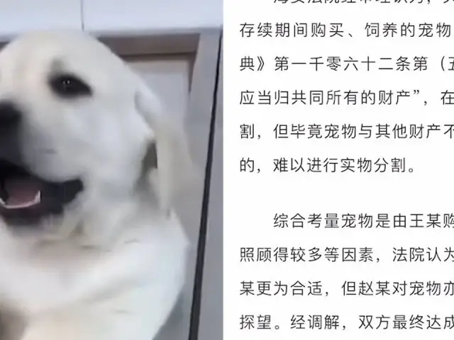 夫妻俩闹离婚不争车不争房只争宠物狗 法院这么判
