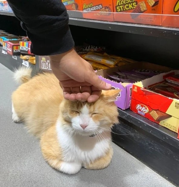 有猫咪当店员，这样的店我想多去几次