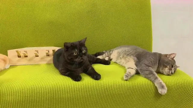 你知道吗？猫咪也会为了“争宠”打架