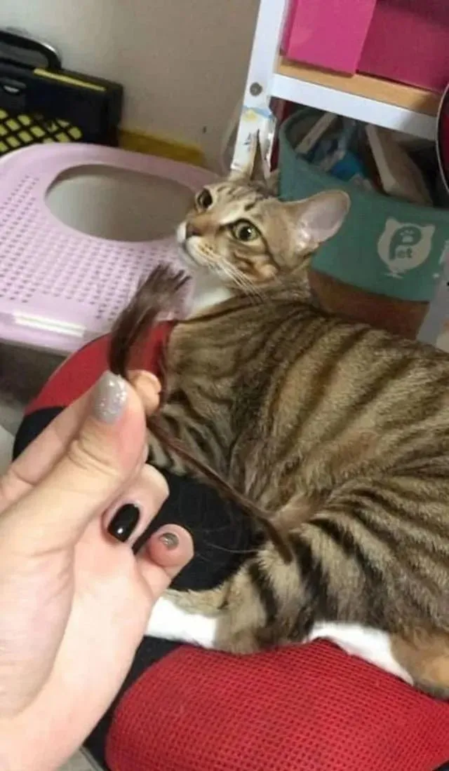 猫趣｜猫咪熬夜为铲屎官做造型，却吓得铲屎官半个月提心吊胆