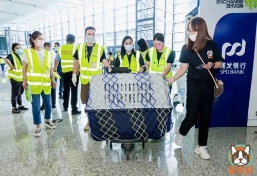 萌宠“飞的”再起航——宠物包机陪TA体验云端旅行的滋味