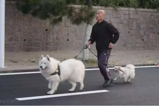 恶狗迎面扑来，哪种做法能保命？转身逃跑、原地不动、英勇反抗？